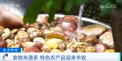 占了全世界食用菌一半以上、中国食用菌的三分